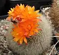 Notocactus haselbergii. Subgenus Brasilicactus