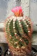 Notocactus horstii. Subgenus Notocactus
