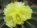 Notocactus magnificus. Subgenus Eriocactus