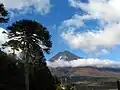 Sopka Llaima a strom Araucaria