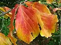 Podzimní zbarvení parotie perské (Parrotia persica)