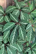 Loubinec Parthenocissus henryana