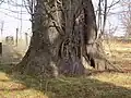 Pata lípy 1