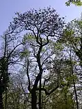 Celkový habitus pavlovnie plstnaté (Paulownia tomentosa)