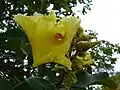 Květ Q. grandiflora