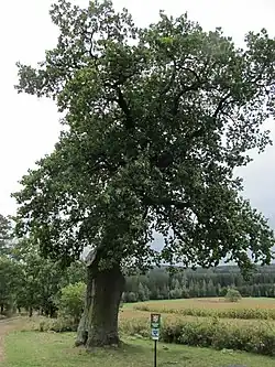 Peškův dub