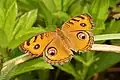Motýl Junonia almana