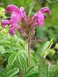 Kvetoucí všivec Pedicularis kerneri