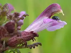 Všivec bahenní (Pedicularis palustris)