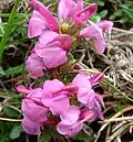 Všivec Pedicularis pyrenaica