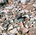 Pediocactus bradyi rostoucí v říčních nánosech.