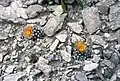 Kvetoucí Pediocactus winkleri na nalezišti.