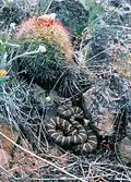 Velký Pediocactus nigrispinus poskytl úkryt chřestýši.