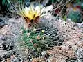 Pediocactus paradinei (Pilocanthus) má nejdelší vlasovité otrnění. Kulturní rostlina.