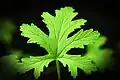 Pelargonium odoratissimum – detail listu