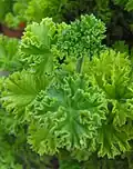Pelargonie s vonnými listy