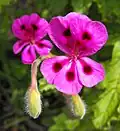 Pelargónie Pelargonium magenteum (kakostovité)