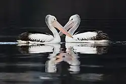 Dva pelikání australští (Pelecanus conspicillatus) nedaleko Claremontu na Tasmánii