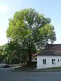 Jilm horský v Pelhřimově: celkový pohled od jihu