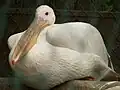 Pelikán bílý