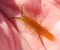 Pentidotea resecata
