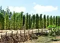 Plantáž pepřovníku černého