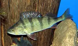 Okoun říční
