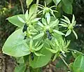 Mladé plody Pereskia aculeata s trny.