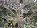 Keřovitý růst Pereskia lychnidiflora.