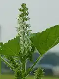 Perilla frutescens