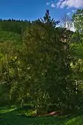 Tis červený