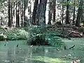 pérnatec horský (Lastraea limbosperma)