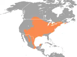Rozšíření křečíka bělonohého (oranžově)