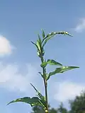 Osamocená rostlina
