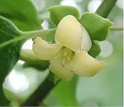 Samičí květ tomelu viržinského (Diospyros virginiana)