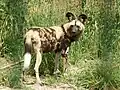 pes hyenový v zoo Dvorec