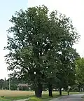 Petřvaldský dub