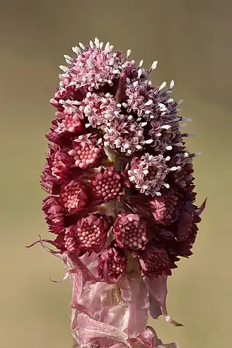 alternativní popis obrázku chybí