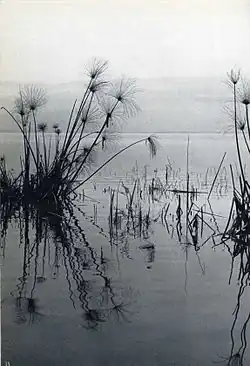 Z cyklu Píseň umírajícího jezera, 1960