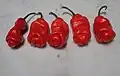 Paprika setá, okrasný kultivar ‚Peter Pepper‘