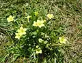 Žlutokvětý druh C. maritimum