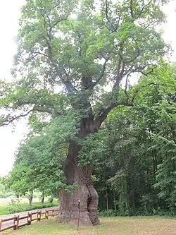 Petrohradský dub