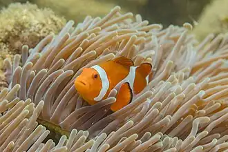 Klaun očkatý (Amphiprion ocellaris) a sasanka velkolepá (Heteractis magnifica)