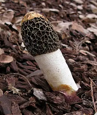 alternativní popis obrázku chybí