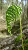 Rozvíjející se list bukovince osladičovitého (Phegopteris connectilis)
