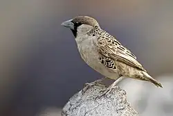 alternativní popis obrázku chybí