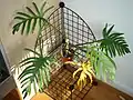 Philodendron elegans jako pokojová rostlina