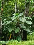 Philodendron giganteum
