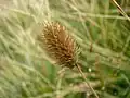 Lichoklas bojínku Phleum alpinum