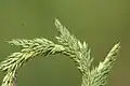Při ohnutí lze pozorovat strukturu lichoklasu u bojínku tuhého (Phleum phleoides)